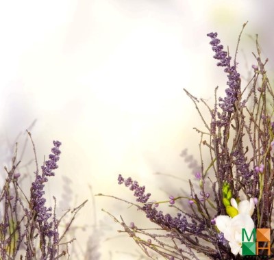  Tranh dán tường nhập khẩu Hàn Quốc hoa lavender FW - 143